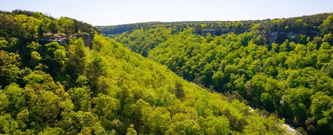 Alabama Forest View