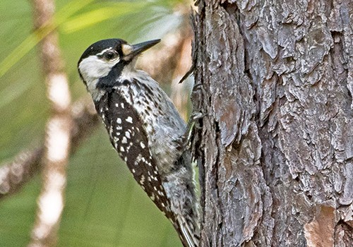 Woodpecker