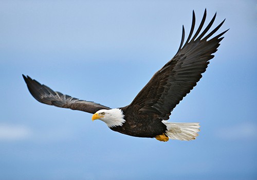 Kachemak Bay, Cook Inlet, Alaska, USA