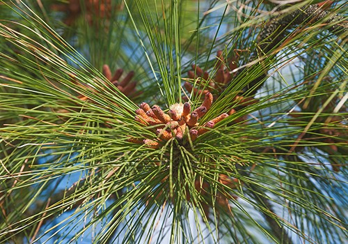 Longleaf Pine