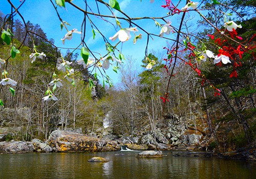 Longleaf Stewardship Fund - Community Projects and Programs - Alabama Power Company