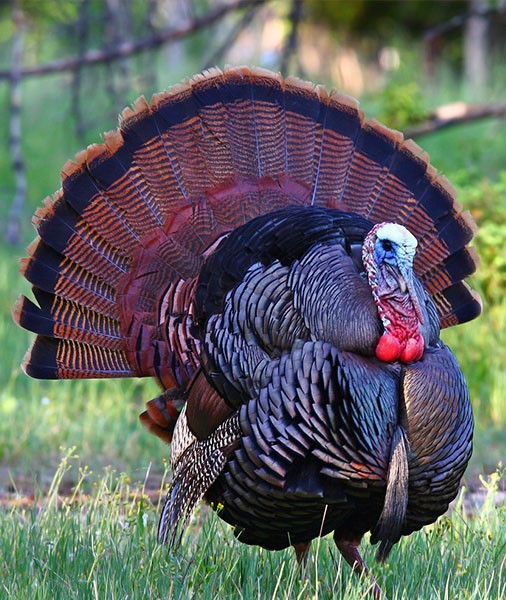 Wild Turkey