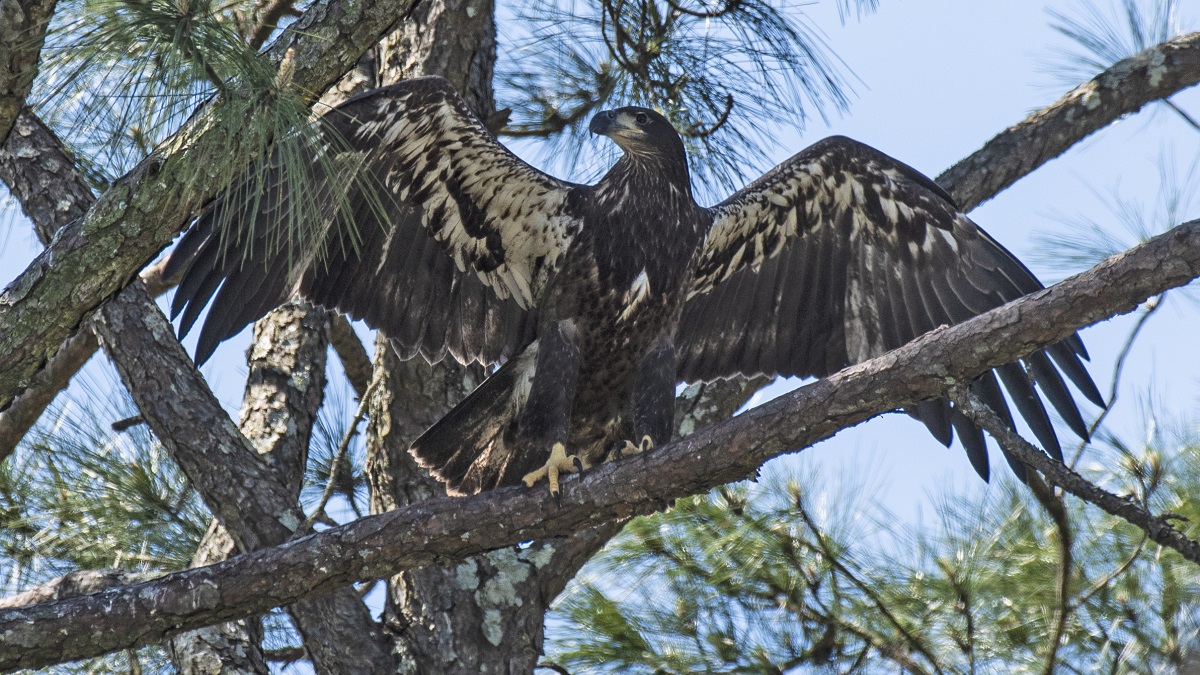 Recent count shows double-digit increase in bird nests since last year.