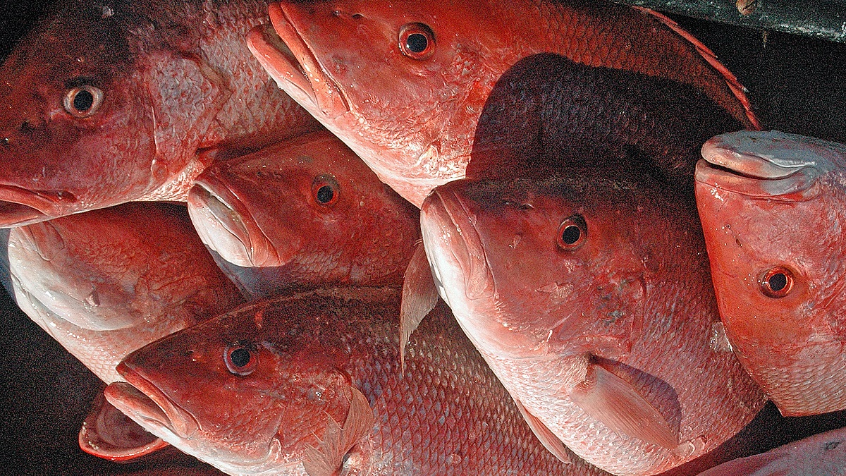 Conservation officials want anglers to know the rules for the 2022 season.