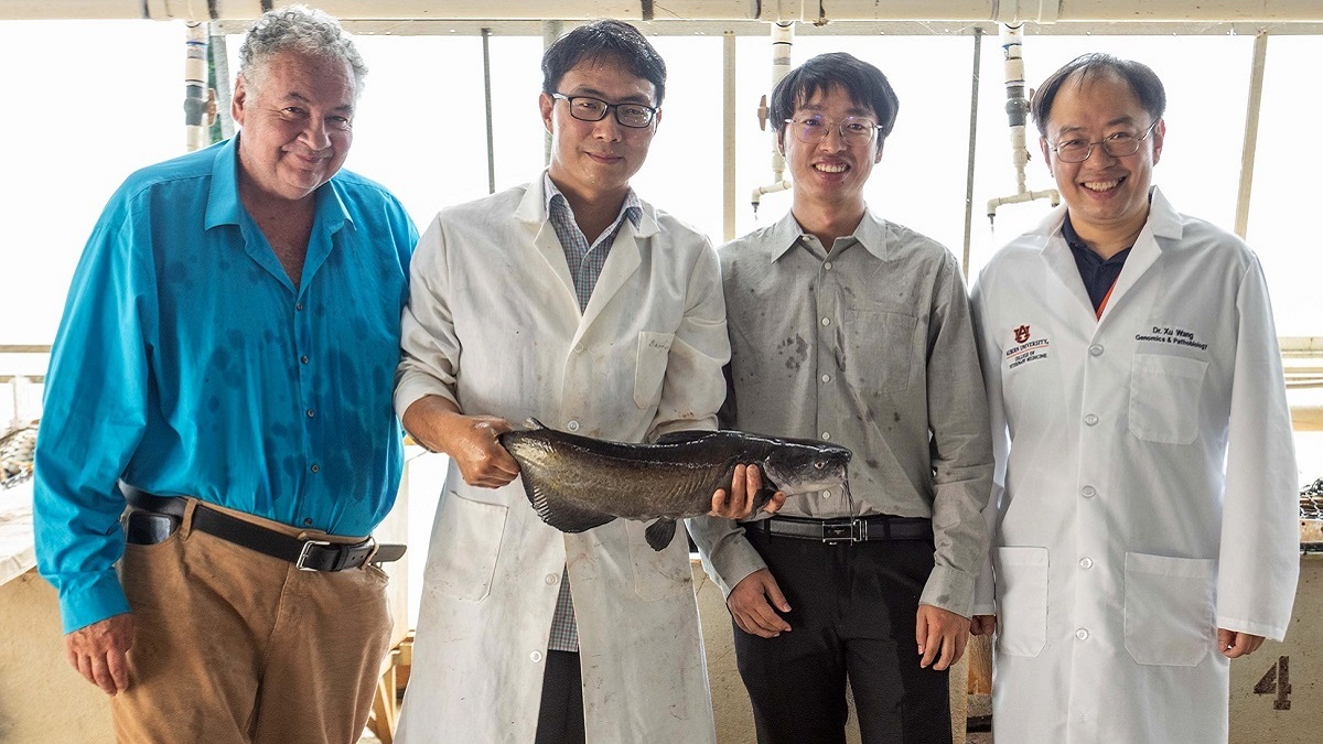 The development could lead to bigger, healthier fish for catfish farmers.