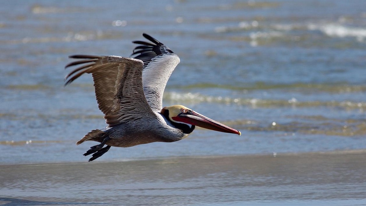 Five new projects are on tap to improve Alabama's coastal areas following the 2010 Deepwater Horizon oil spill.