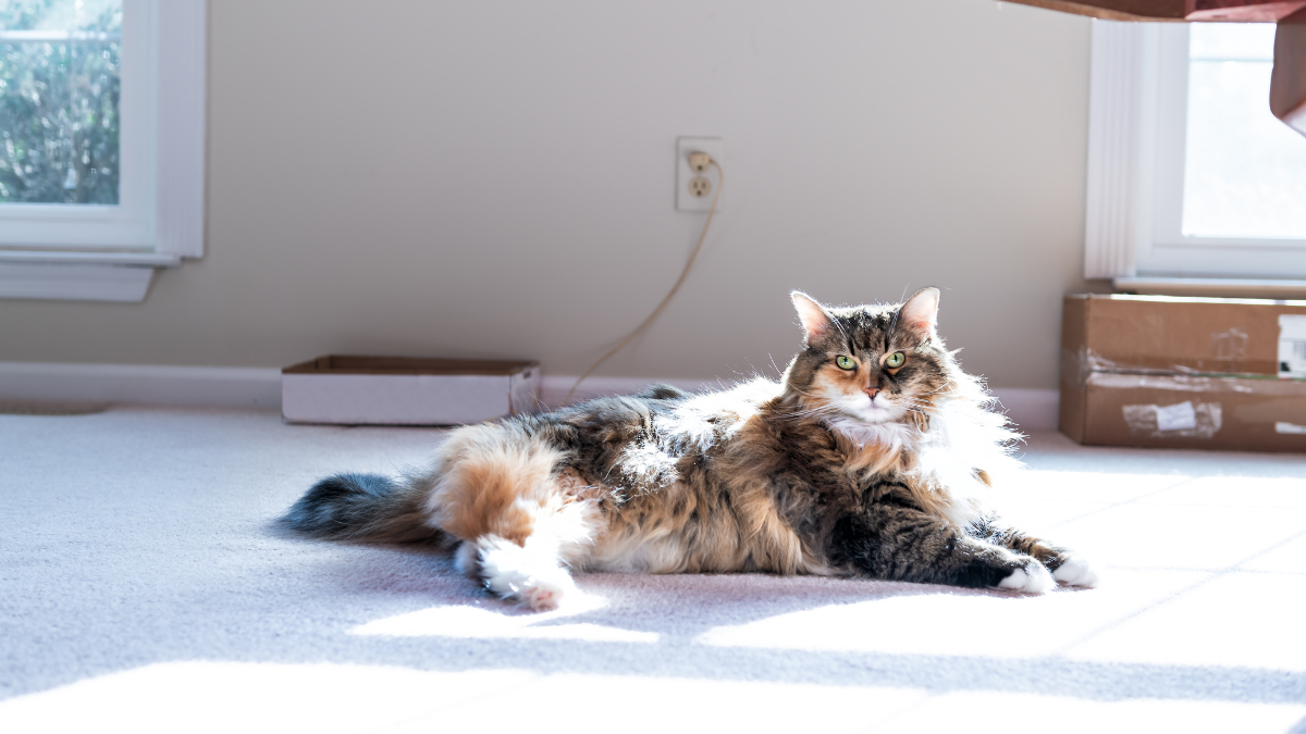 Electrical safety tips to protect your pets