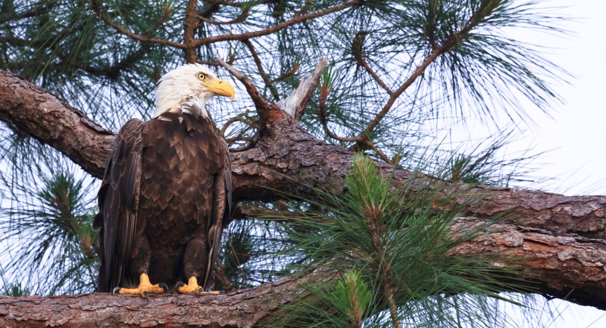 Since 1993, Alabama Power has performed continuous route surveys and monitoring of the golden bald eagle on 12 company lakes.