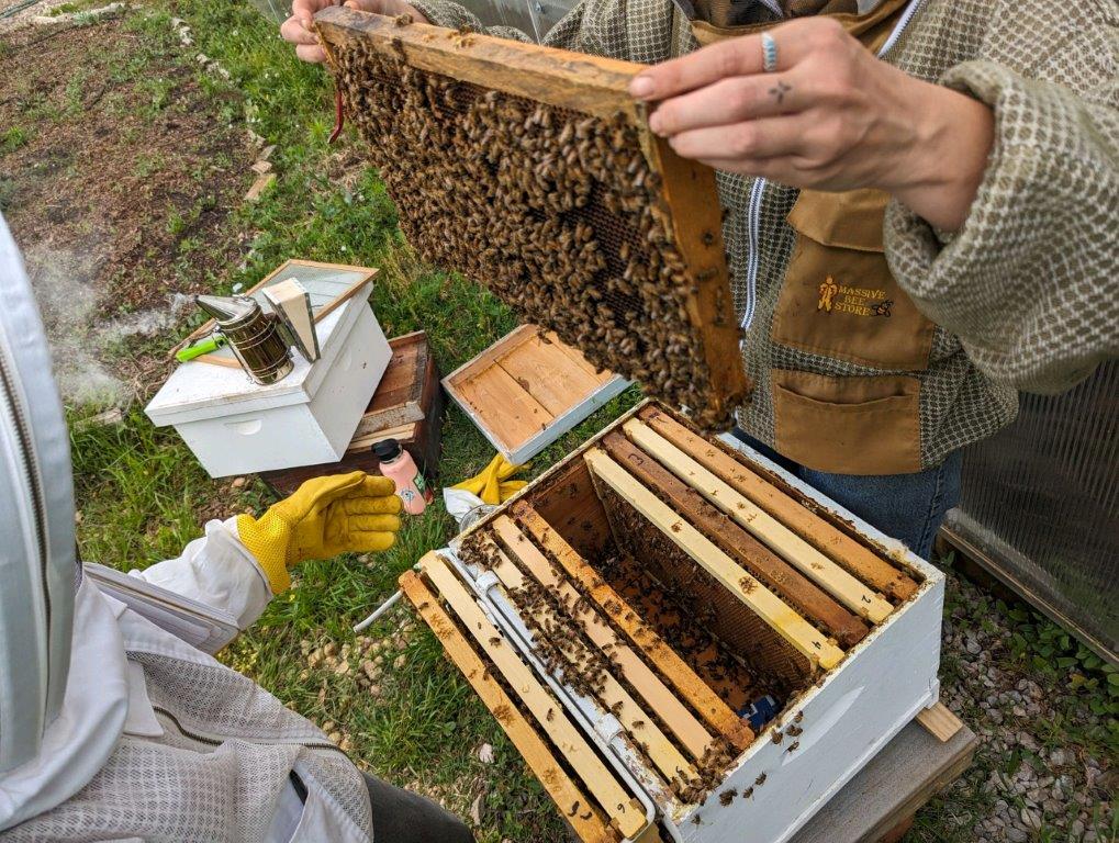 Jones Valley Teaching Farm is using an Alabama Power Foundation grant to give elementary students an A-plus bee education.