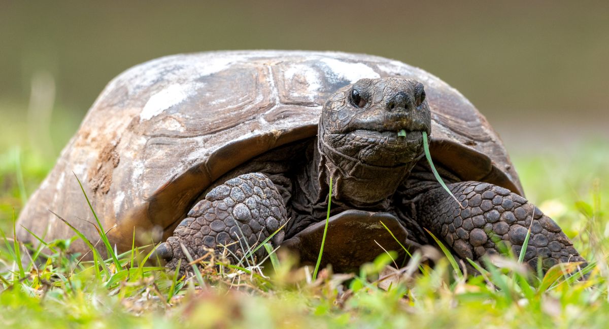 Find out how Alabama Power works to protect the state’s gopher tortoise on National Gopher Tortoise Day, and beyond.