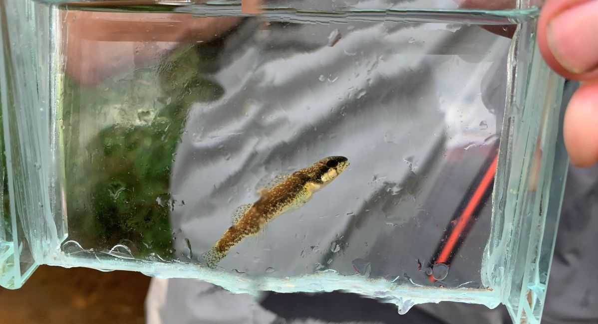 The vulnerable trispot darter fish thrives in Little Canoe Creek in Springville, Alabama, thanks to a partnership between Alabama Power and the U.S. Fish and Wildlife Service.