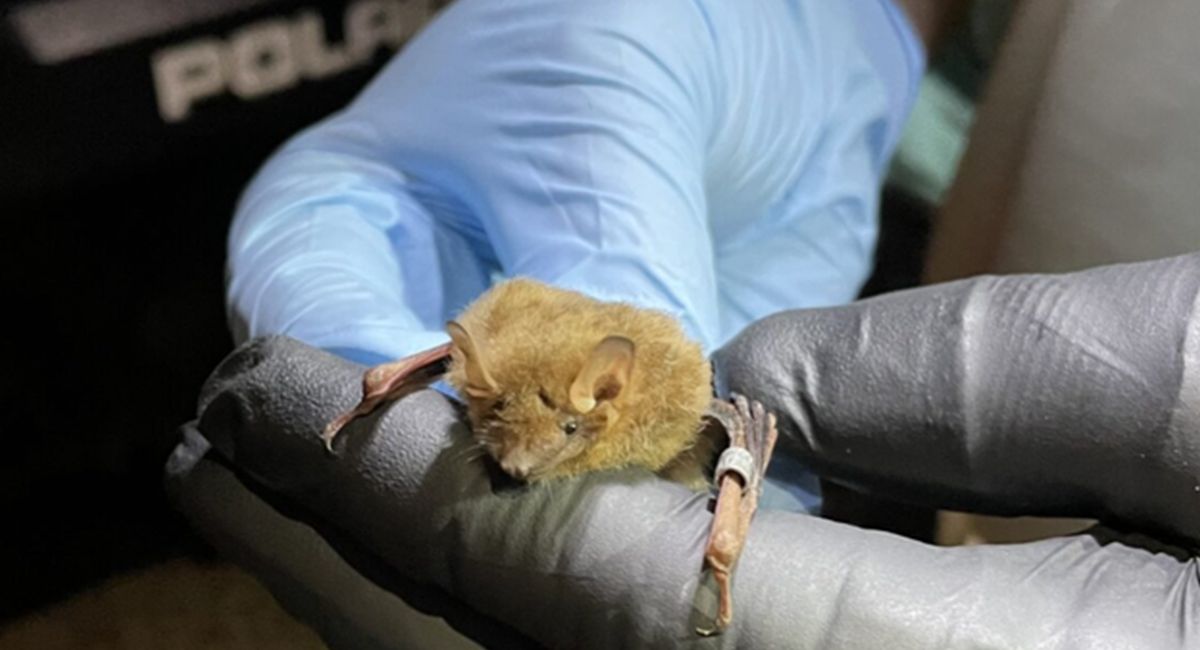 Alabama Power biologists and research partners took part in a ‘Bat Blitz’ to locate bat populations affected by white-nose syndrome.