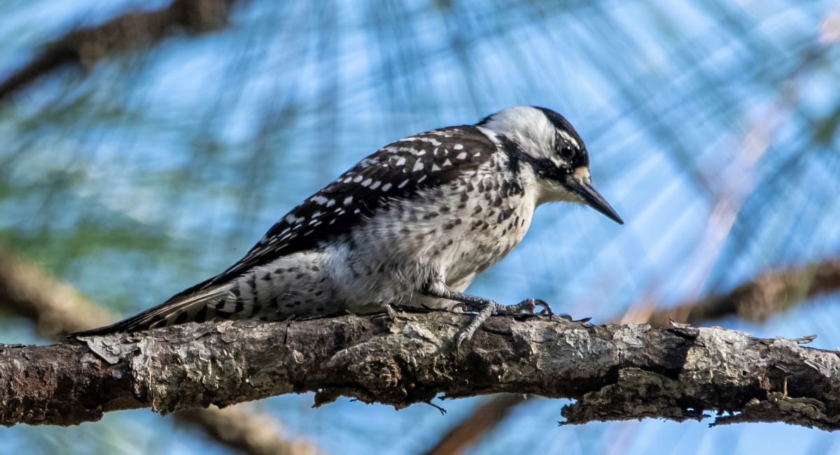 The red-cockaded woodpecker (RCW) has found sanctuary in longleaf pines surrounding Lake Mitchell in central Alabama.