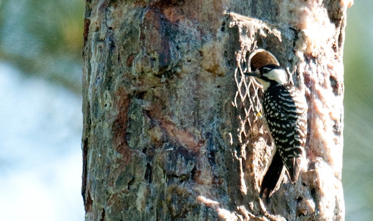 woodpecker on a tree