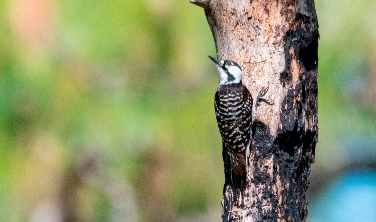 Red-Cockaded Woodpecker