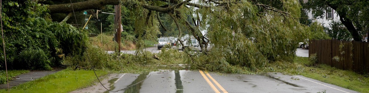 Trees down on road after storm 