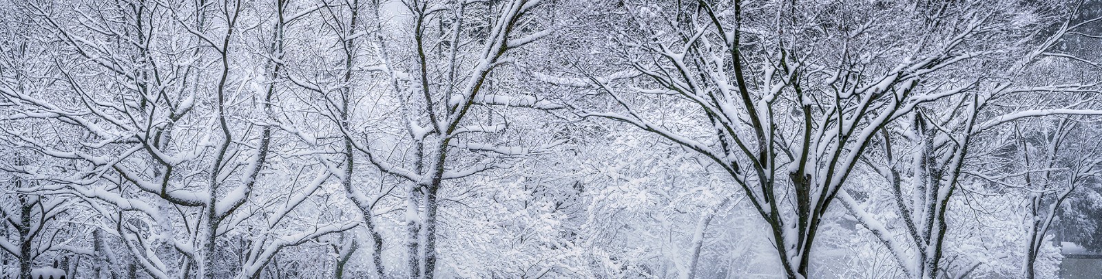 Trees covered in snow and ice